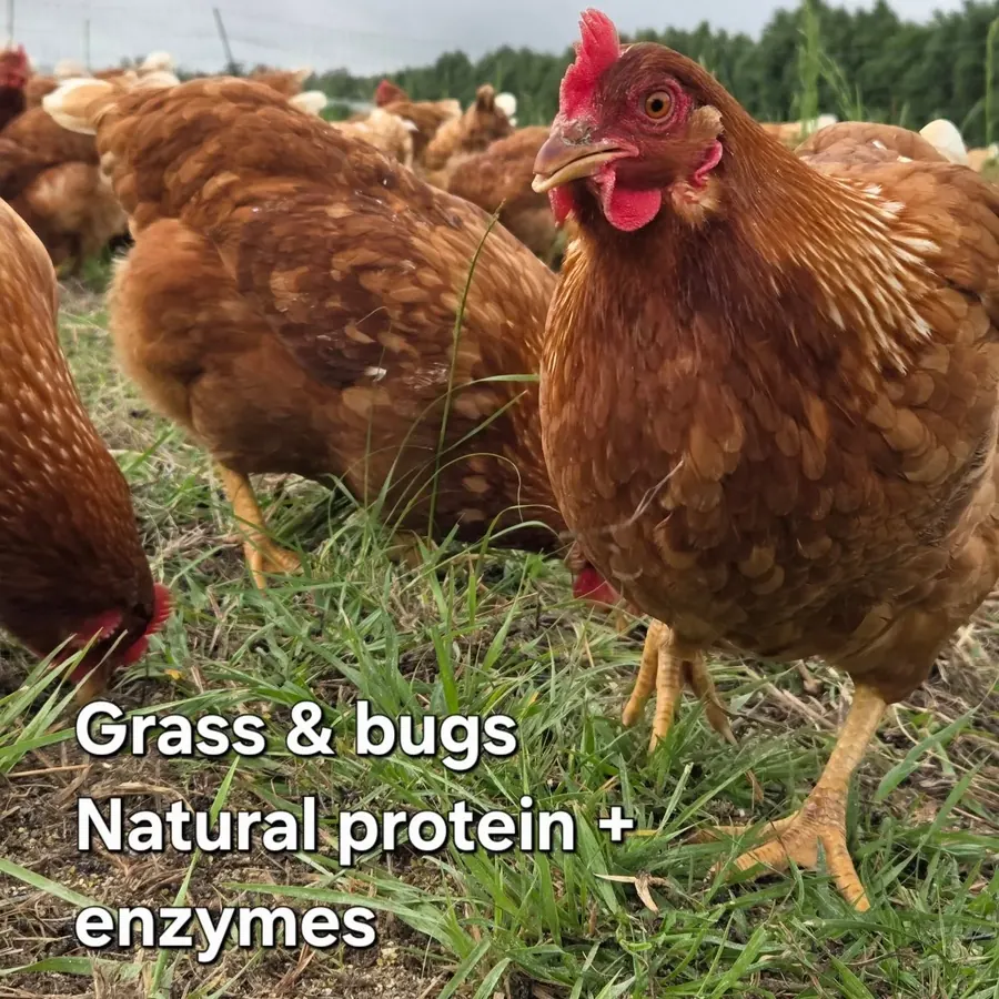 Close-up of pasture hens foraging in grass with text about grass, bugs and natural protein
