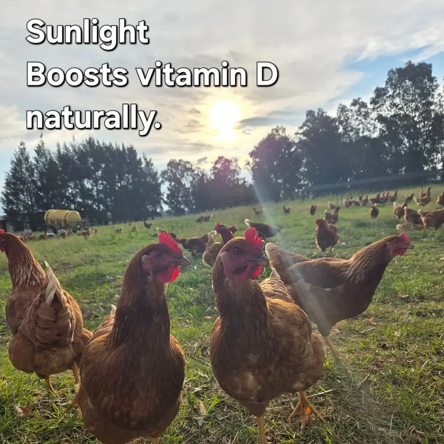 RegenRoots hens on pasture in sunlight with text about vitamin D